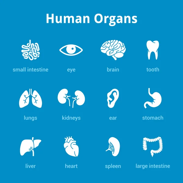 Ícone de órgãos humanos médicos brancos definido no fundo azul —  Vetores de Stock