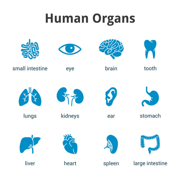 Синий медицинский значок человеческих органов на белом фоне
