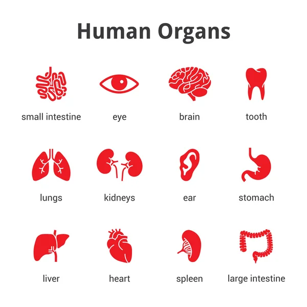 Ensemble d'icônes d'organes humains médicaux — Image vectorielle