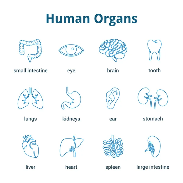 Conjunto de iconos de órganos humanos médicos — Vector de stock