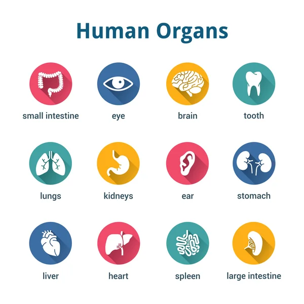 Conjunto de ícones de órgãos humanos médicos — Vetor de Stock