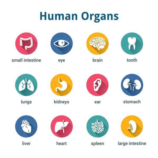 Tıbbi insan organlarını Icon set