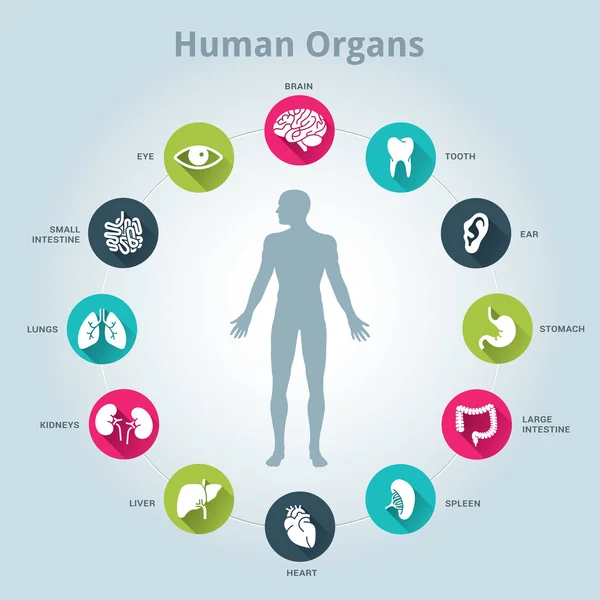 Icona di organi umani medici con corpo al centro — Vettoriale Stock