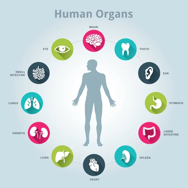 Icono de órganos humanos médicos con el cuerpo en el medio — Vector de stock