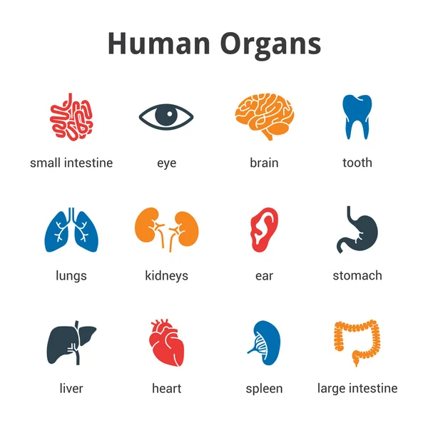 Conjunto de iconos de órganos humanos médicos — Archivo Imágenes Vectoriales