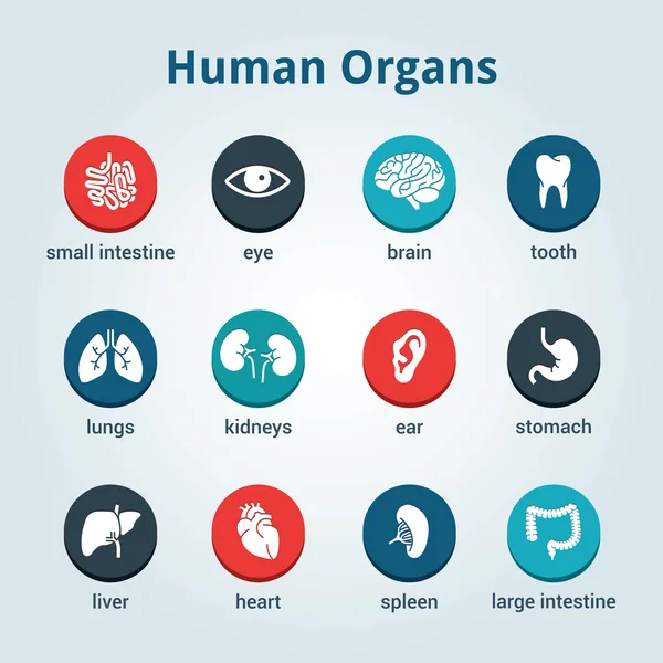 Medische menselijke organen pictogrammenset — Stockvector