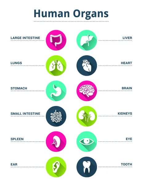 Medische menselijke organen pictogrammenset — Stockvector