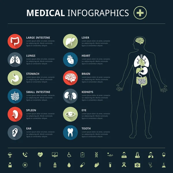 Ícone de órgãos humanos médicos conjunto com corpo humano e mundo mapa gráfico info —  Vetores de Stock