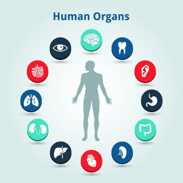 Icône des organes humains médicaux avec corps au milieu — Image vectorielle
