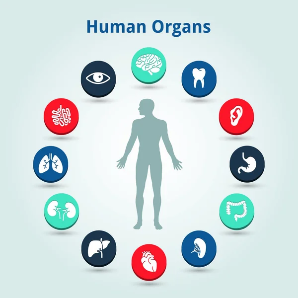 Lékařská lidské orgány ikonky s tělem ve středu — Stockový vektor