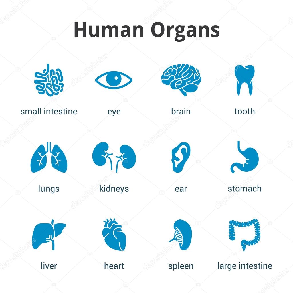 Blue medical human organs icon set on white background