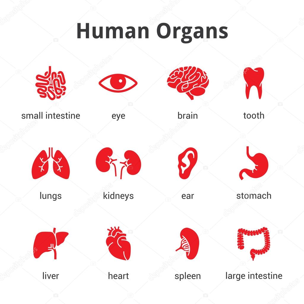 Medical human organs icon set