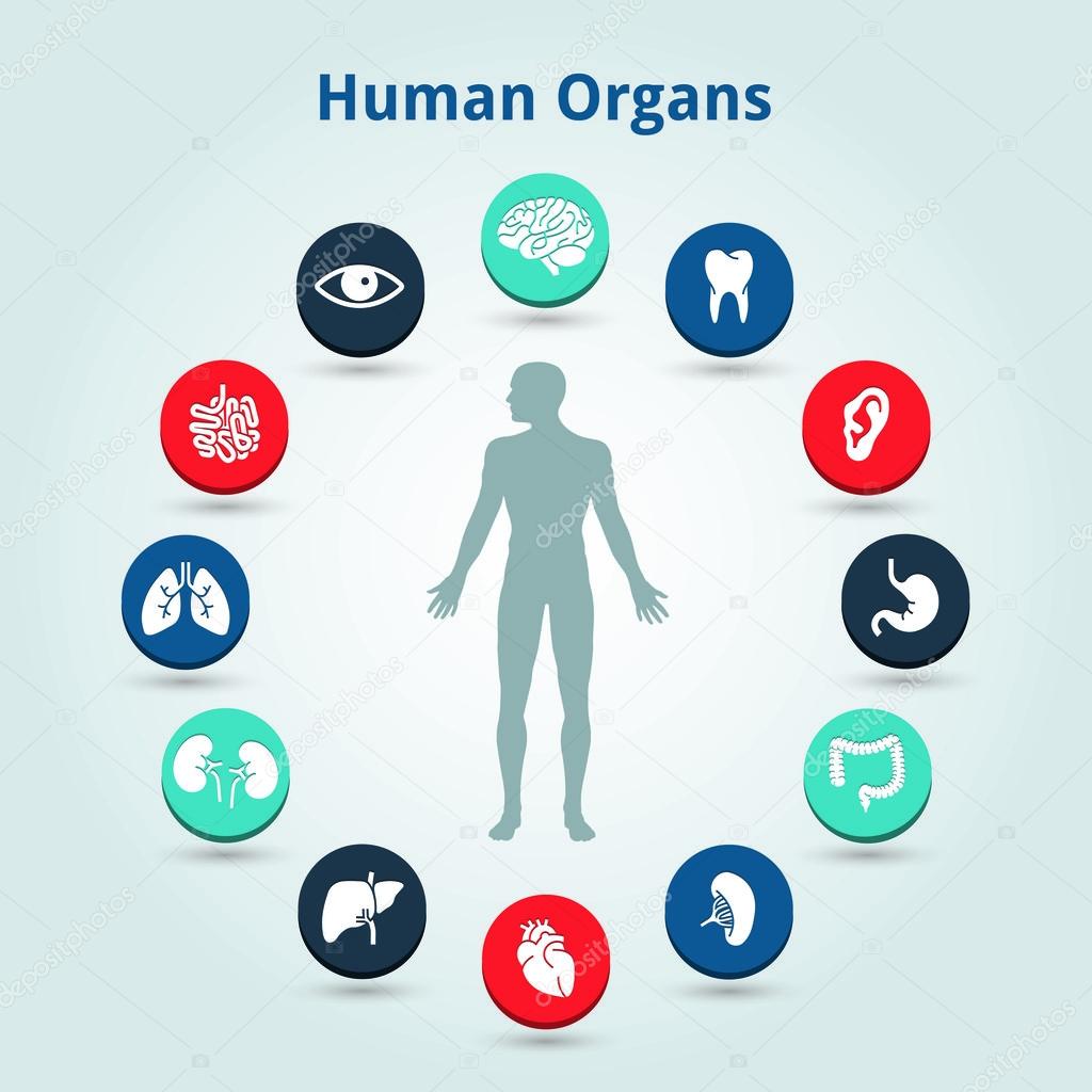 Medical human organs icon set with body in the middle
