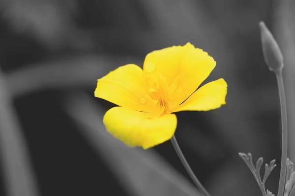 Bellissimi fiori gialli su grigio, colore 2021 illuminante e Grigio Ultimate. — Foto Stock