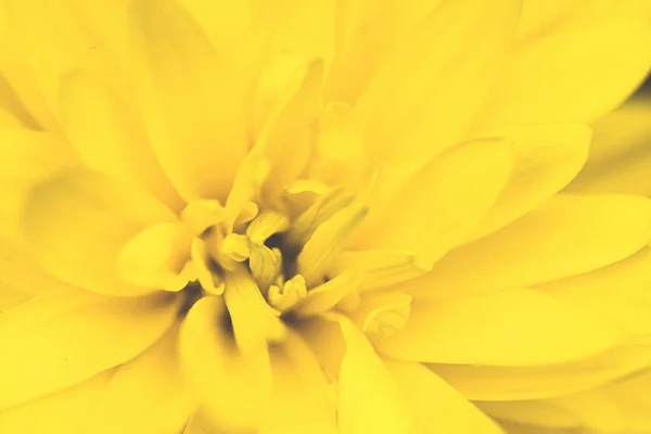 Beautiful Yellow Flowers Gray Color 2021 Illuminating Ultimate Gray — Stock Photo, Image