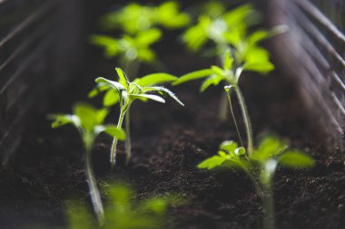 Yeşil filizin seçici yakın çekimi. Tohumdan büyüyen domates