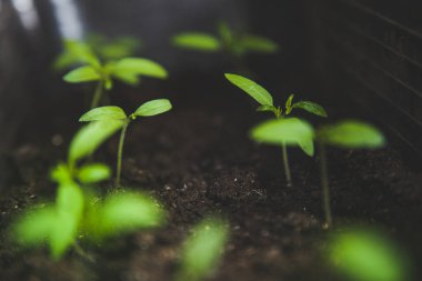 Yeşil filizin seçici yakın çekimi. Tohumdan büyüyen