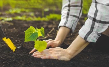 Kadın bir serada yere salatalık fidanı ekiyor. Sebze bahçesinde fidanla bahar çalışması