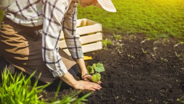Kadın bir serada yere salatalık fidanı ekiyor. Sebze bahçesinde fidanla bahar çalışması