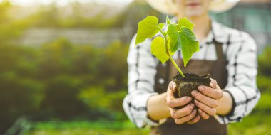 Kadın elinde salatalık çalısı tutuyor. Sebze bahçesinde fidanla bahar çalışması.