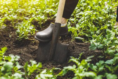 İşçi, bahçede kürekle kara toprak kazıyor. Bahar bahçıvanlığı