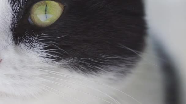 Närbild porträtt av grönögd katt — Stockvideo