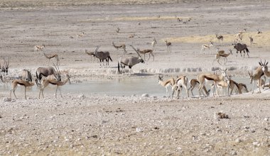 Hayvanlar etkin ulusal Park'ta