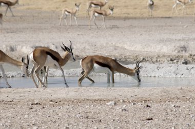 Hayvanlar etkin ulusal Park'ta
