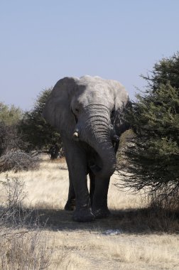 bir Afrika fili yakın çekim
