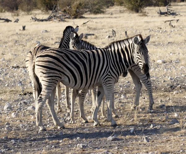 Zebras in etosha national park — Stock Photo, Image