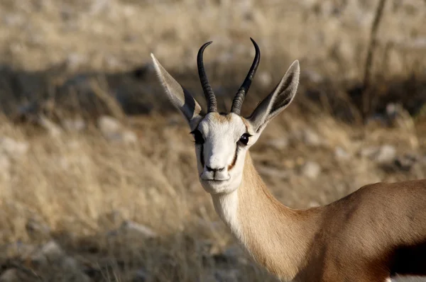 Springbockantilope in Namibia — Stockfoto