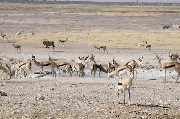 Animais no parque nacional de Etosha — Fotografia de Stock