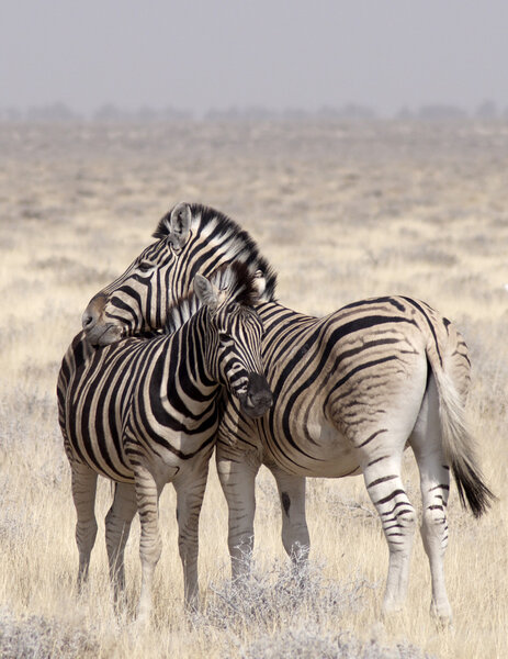Zebras in etosha national park, Namibia