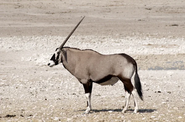 Oryx в національному парку etosh — стокове фото