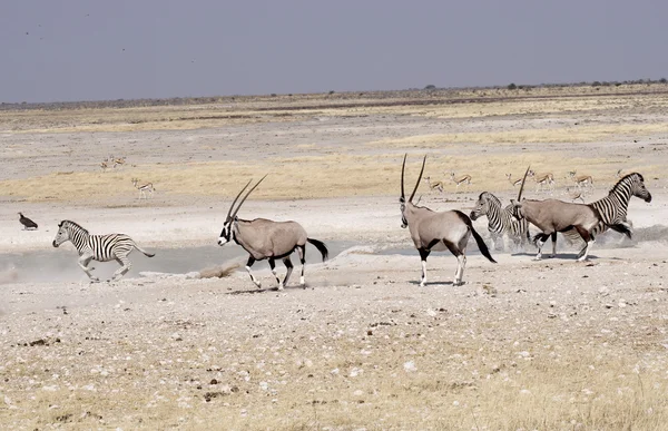 Animais no parque nacional de Etosha — Fotografia de Stock