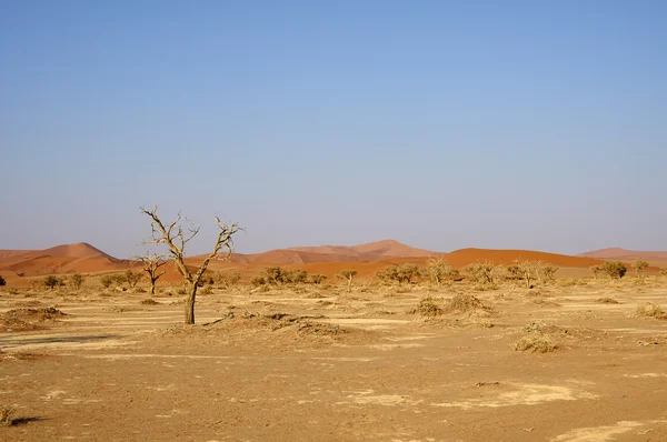 Désert namibien sablonneux — Photo