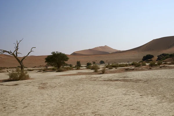 Droge zanderige woestijn in Namibië — Stockfoto