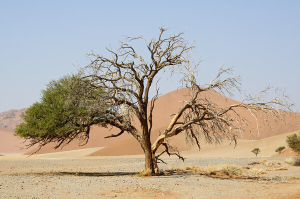 Dry sandy desert in Namibia