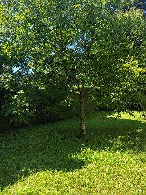 Yeşil orman, ağaç ve bitkiler, odun