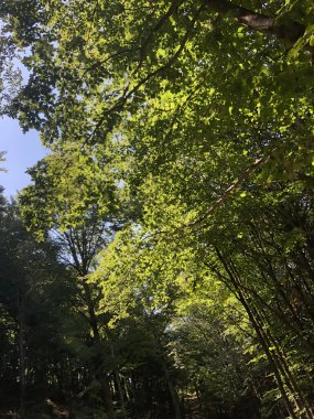 Yeşil orman, ağaç ve bitkiler, odun