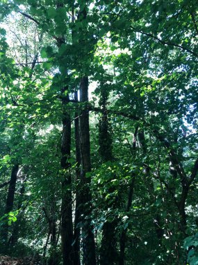 Yeşil orman, ağaç ve bitkiler, odun