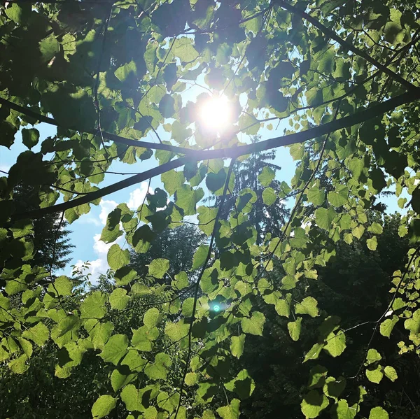 Forêt Verte Arbres Plantes Bois — Photo