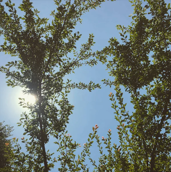 Forêt Verte Arbres Plantes Bois — Photo