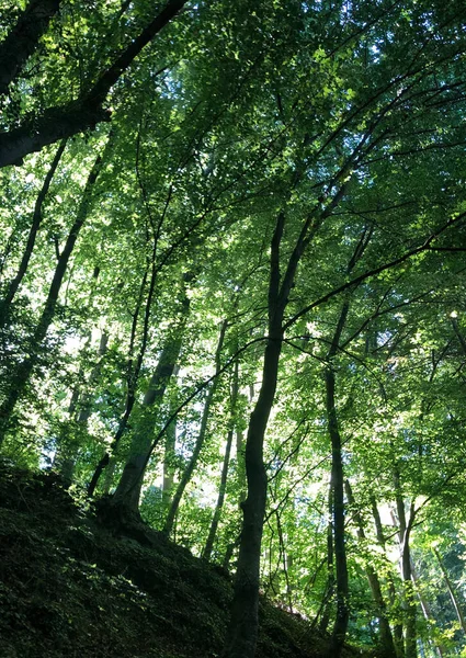 Zelený Les Strom Rostliny Dřevo — Stock fotografie