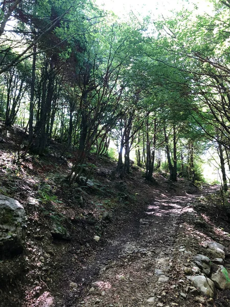 Bosque Verde Árbol Plantas Madera —  Fotos de Stock