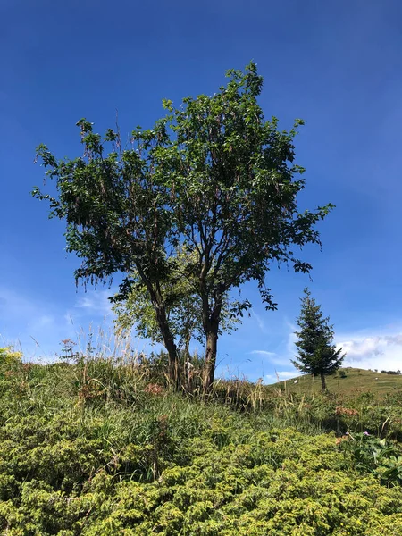 Yeşil orman, ağaç ve bitkiler, odun