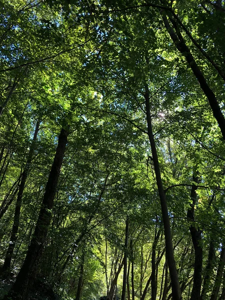 Forêt Verte Arbres Plantes Bois — Photo