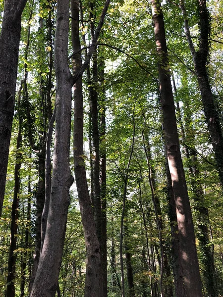 Forêt Verte Arbres Plantes Bois — Photo