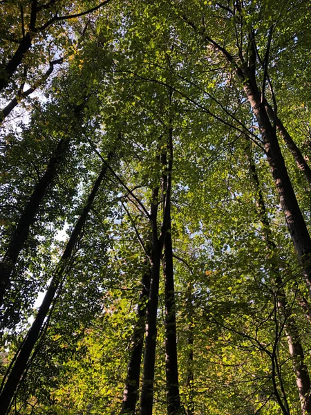 Forêt Verte Arbres Plantes Bois — Photo