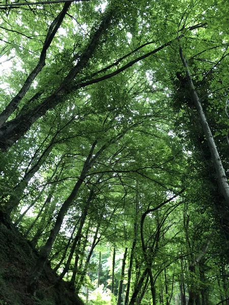 Zelený Les Strom Rostliny Dřevo — Stock fotografie